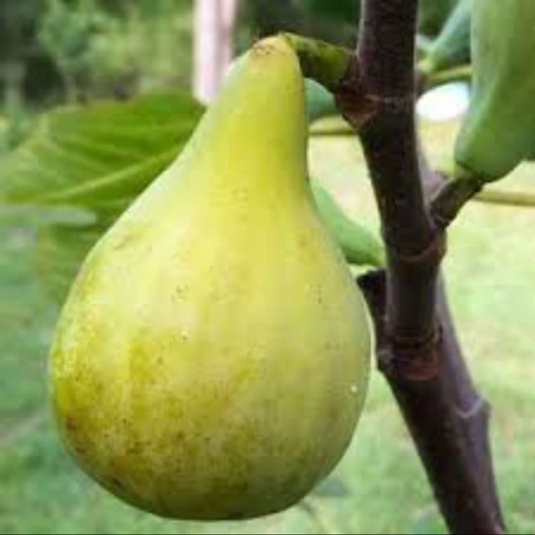 نهال انجیرگلابی زرد. ارسال پسکرایه