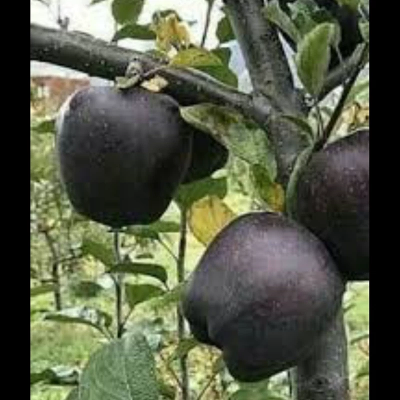 نهال سیب سیاه جرومین. ارسال پسکرایه
