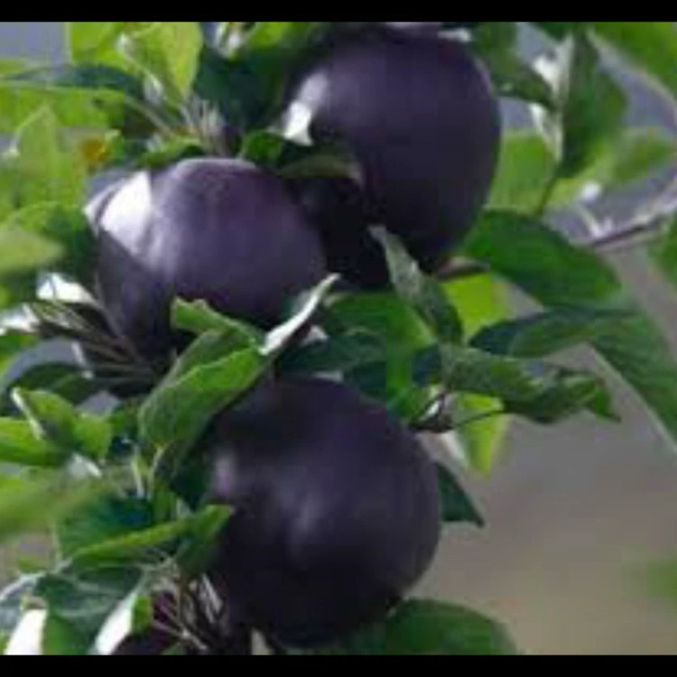 نهال سیب سیاه جرومین. ارسال پسکرایه