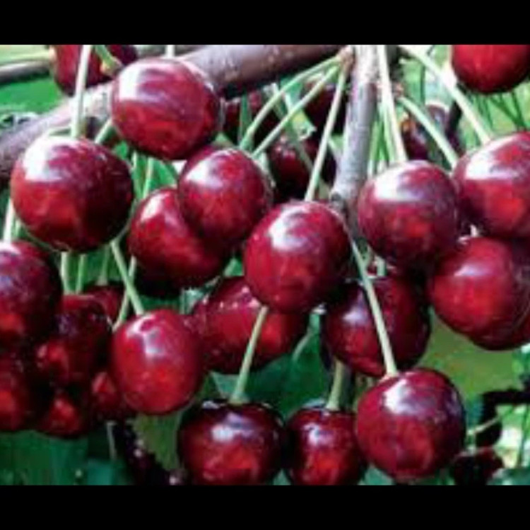 نهال آلبالومجارستانی.البالوگیلاس. ارسال پسکرایه