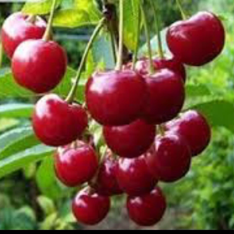 نهال آلبالو بومی پاکوتاه خوشه ای. ارسال پسکرایه