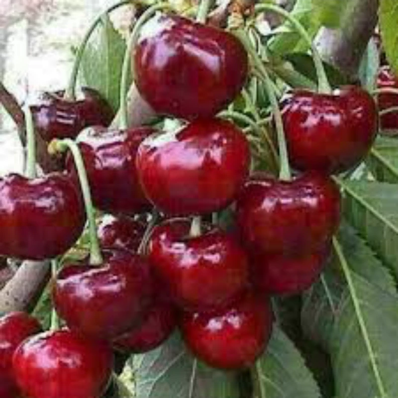نهال آلبالومجارستانی.البالوگیلاس. ارسال پسکرایه