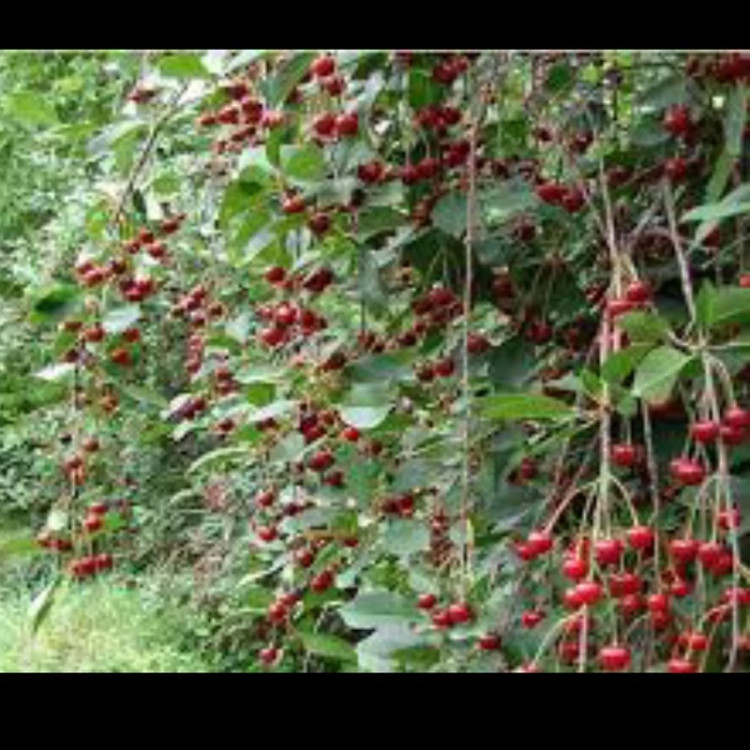 نهال آلبالو بومی پاکوتاه خوشه ای. ارسال پسکرایه