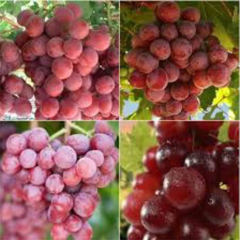 نهال انگور ردگلوب وارداتی. ارسال پسکرایه