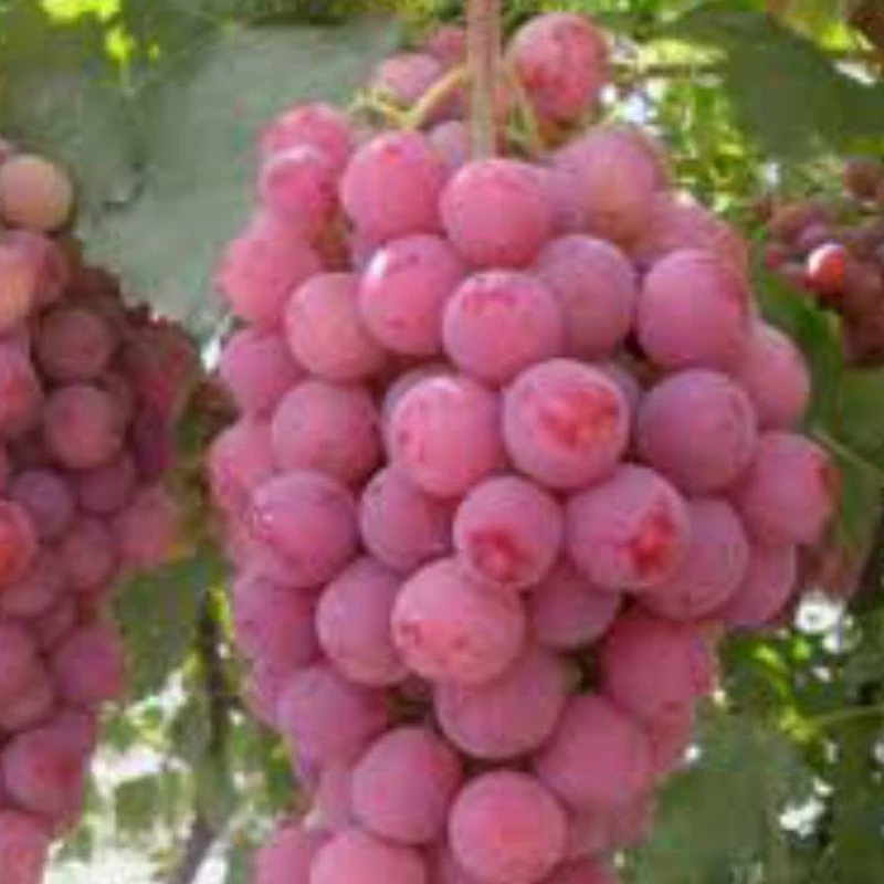 نهال انگور ردگلوب وارداتی. ارسال پسکرایه