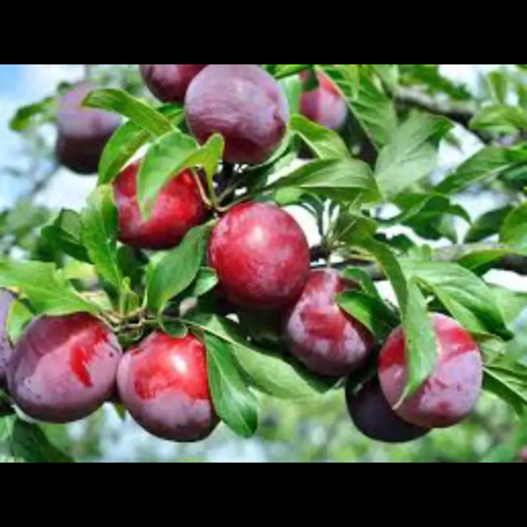 نهال آلو شابلن امریکایی. ارسال پسکرایه