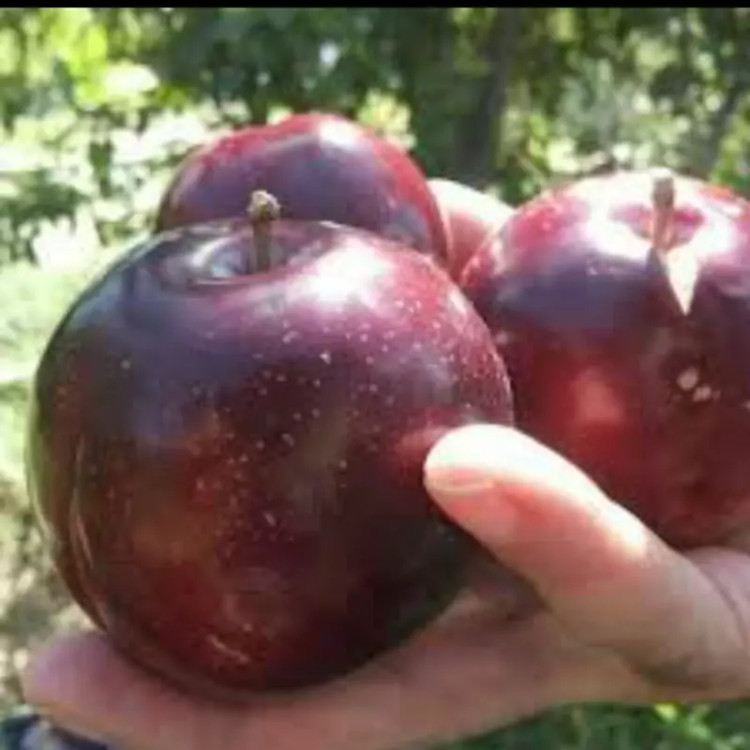 نهال آلو شابلن امریکایی. ارسال پسکرایه