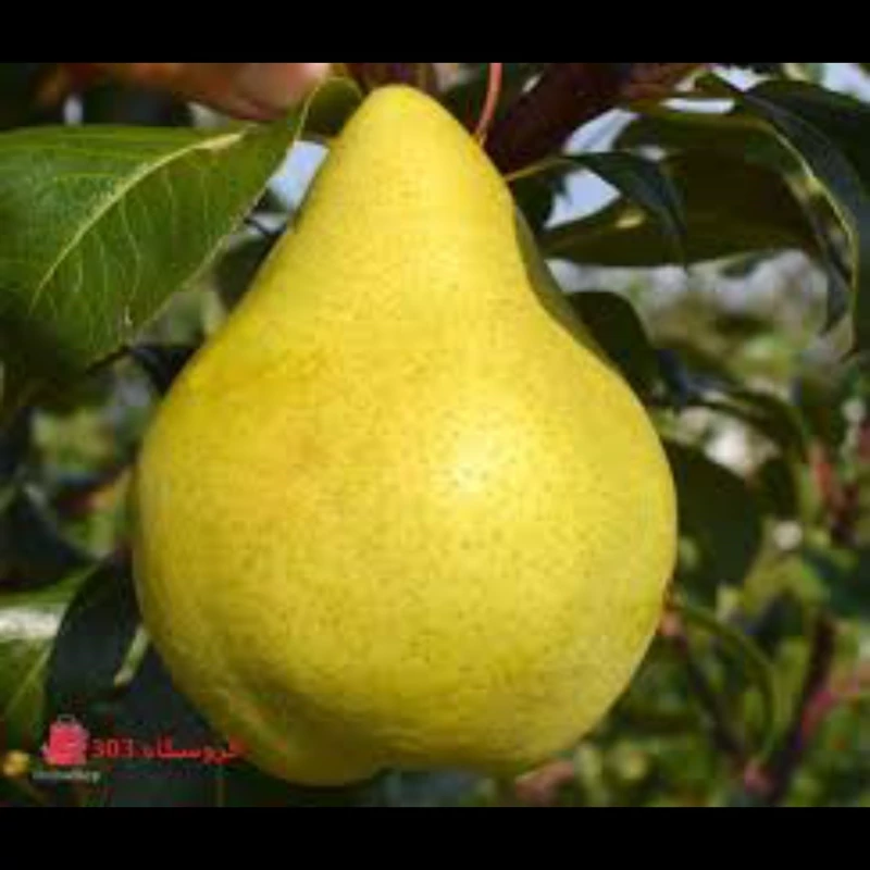 نهال گلابی شاه میوه. ارسال پسکرایه