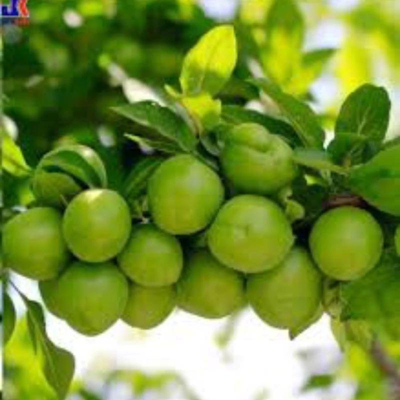 نهال آلوچه گوجه سبز خوشه ای