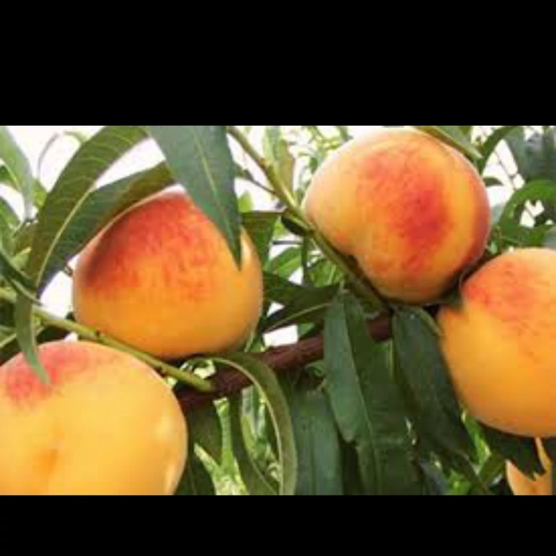 نهال هلو زعفرانی خوشه ای. ارسال پسکرایه