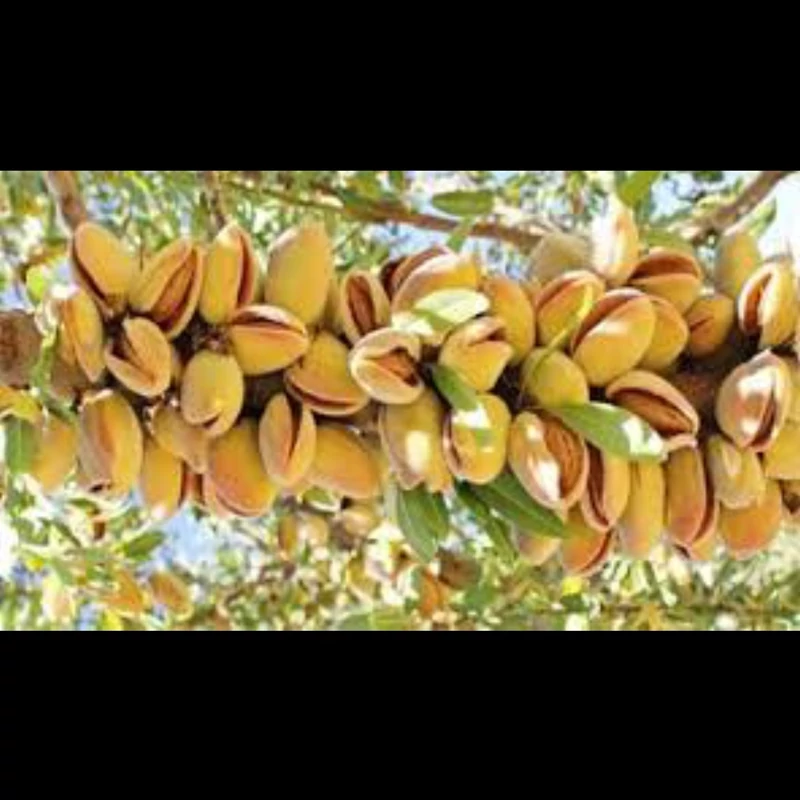 نهال بادام فرانسوی