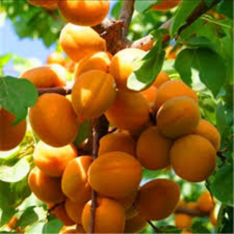 نهال ودرخت زردالو خوشه ای. ارسال پسکرایه