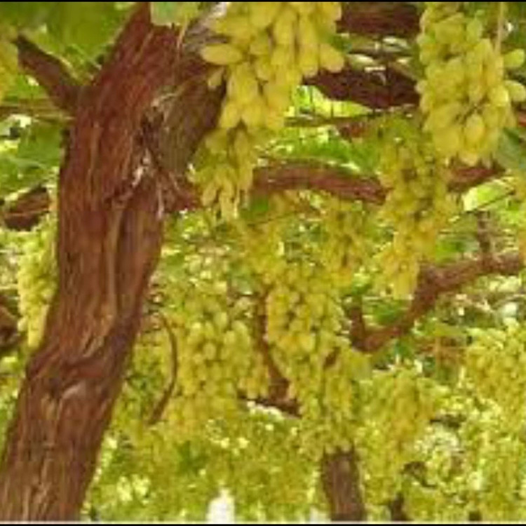 نهال انگور عسگری زرد وقرمز. ارسال پسکرایه