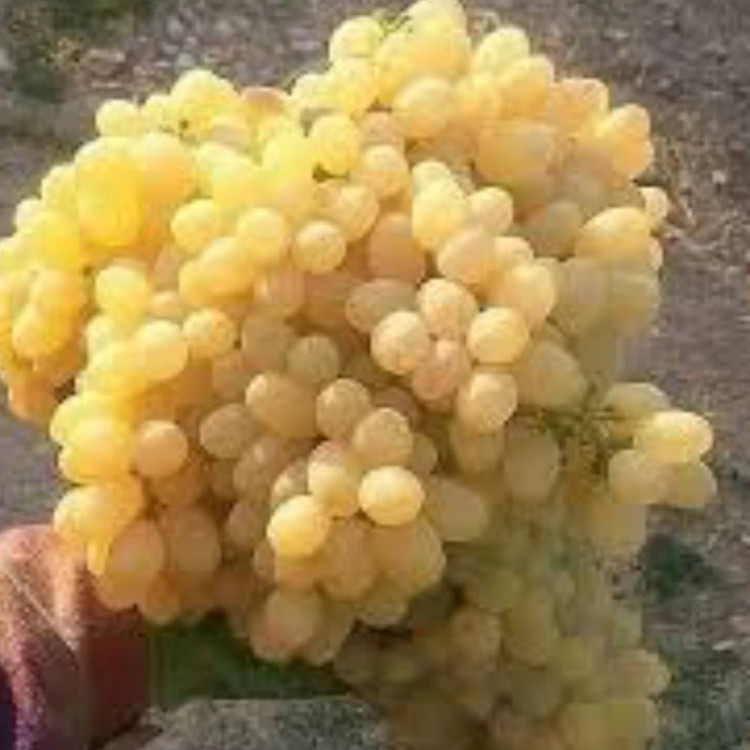 نهال انگور بیدانه زرد ارسال پسکرایه