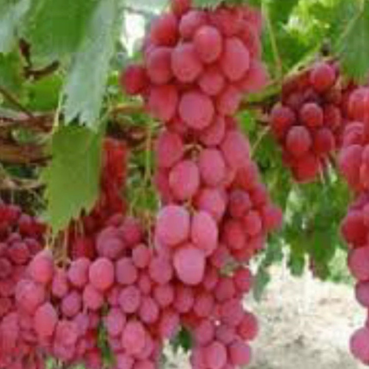 نهال انگور فلیم سیدلس ارسال پسکرایه