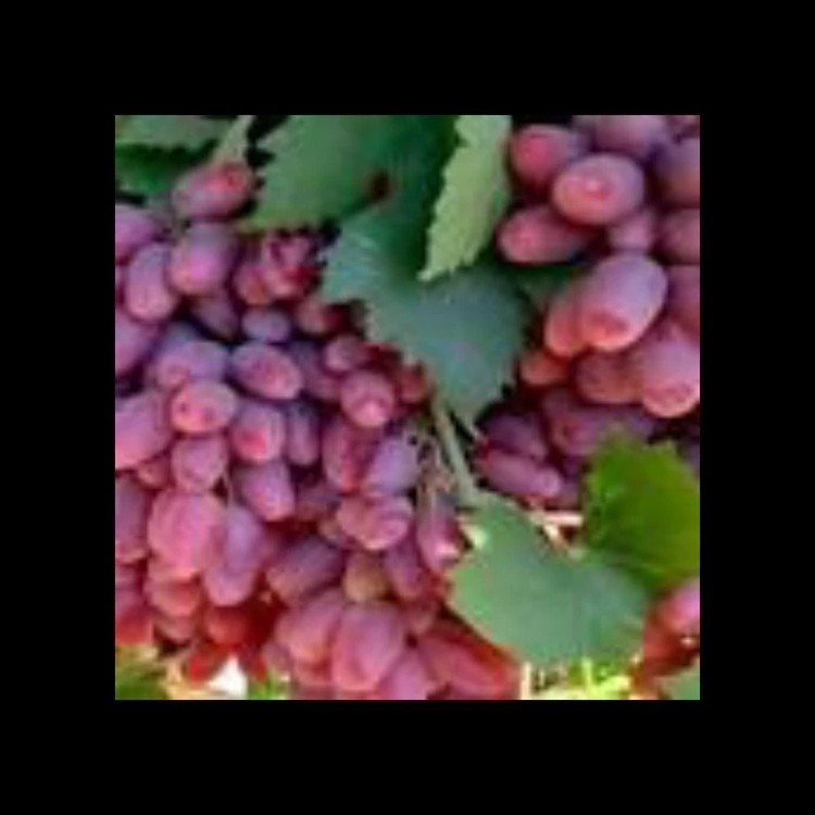 نهال انگور پیکامی قرمز. ارسال پسکرایه
