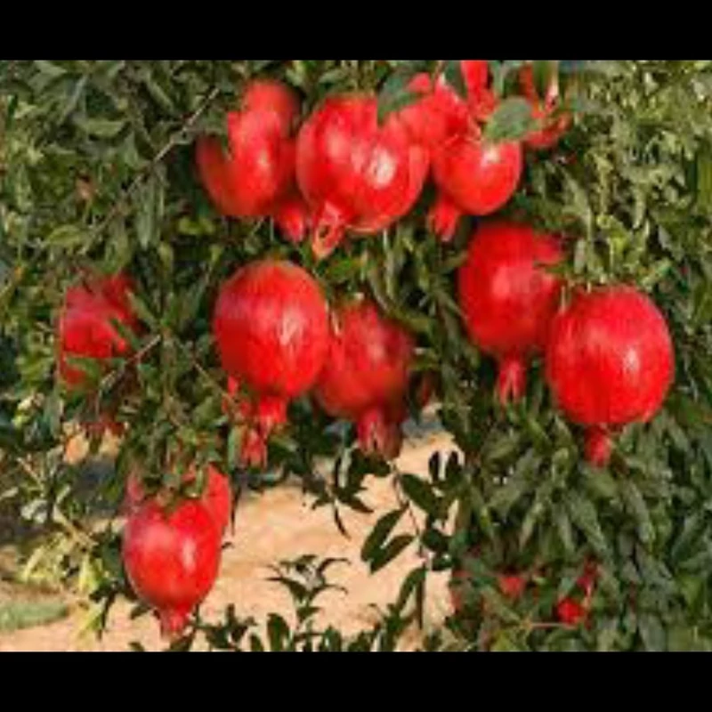 نهال انار  رباب صادراتی