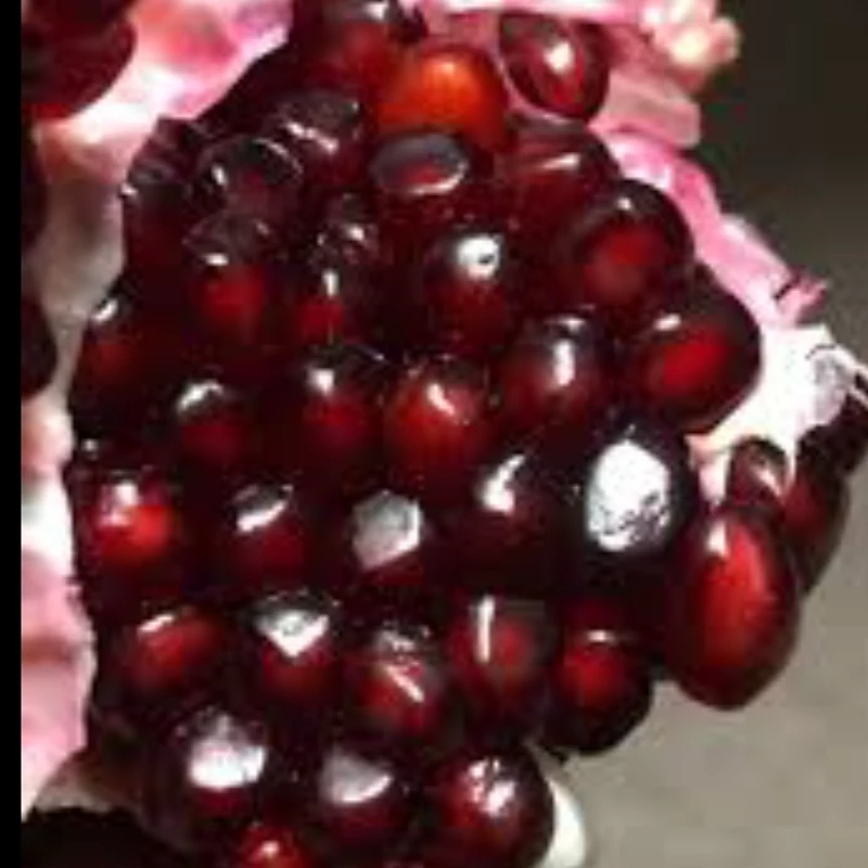 نهال انار شهرضا