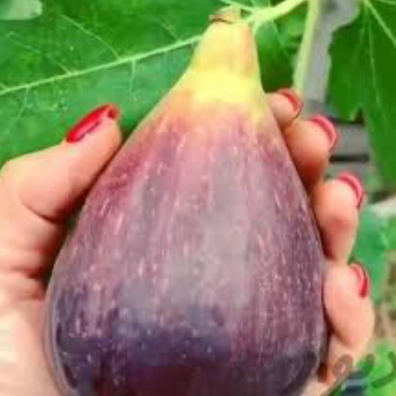 نهال انجیرگلابی قرمز امریکایی ویرجینیا. ارسال پسکرایه