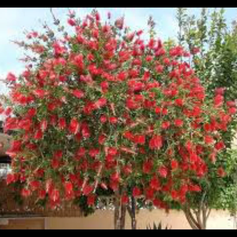 نهال گل شیشه شور سایزبزرگ در4رنگ مختلف. ارسال پسکرایه