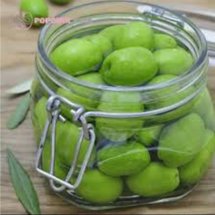 نهال زیتون کنسروالیا یونانی4ساله. ارسال پسکرایه