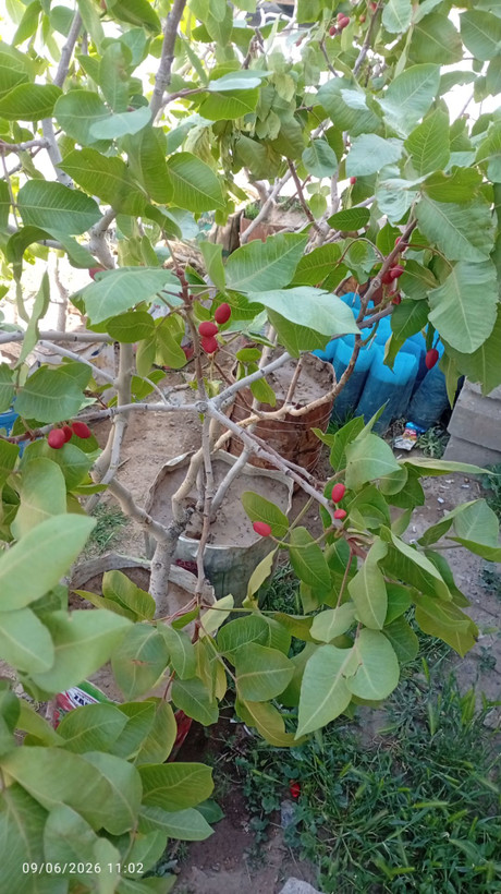 نهال پسته پیوندی ۵ ساله همراه با میوه (پایه آمریکا)