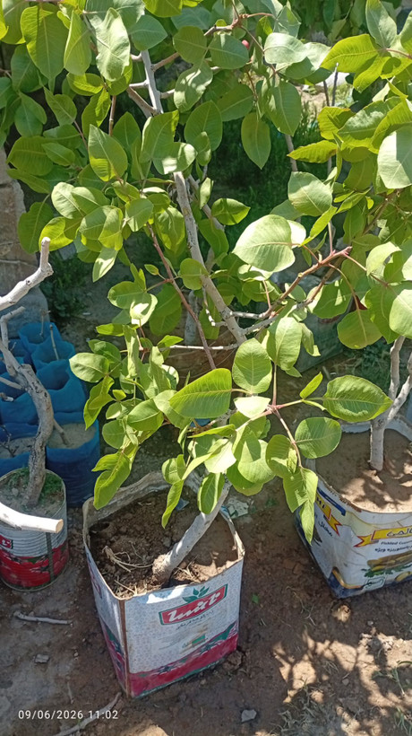 نهال پسته پیوندی ۵ ساله همراه با میوه (پایه آمریکا)