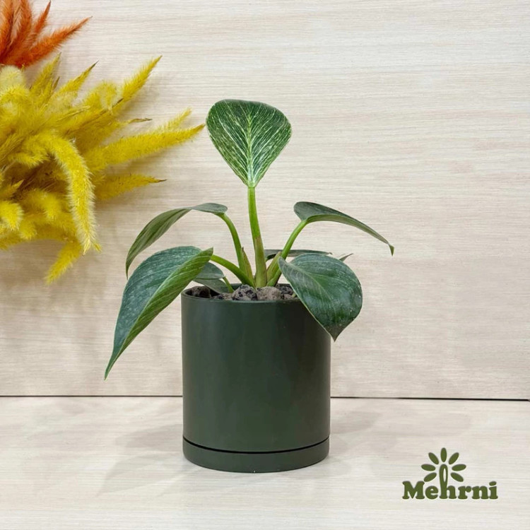 گلدان مدل استوانه ای مهرنی 10310B