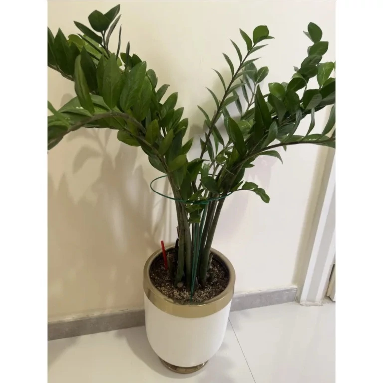 قیم نگهدارنده گیاه مدل نیم حلقه فلزی بسته 2 عددی مدل 3