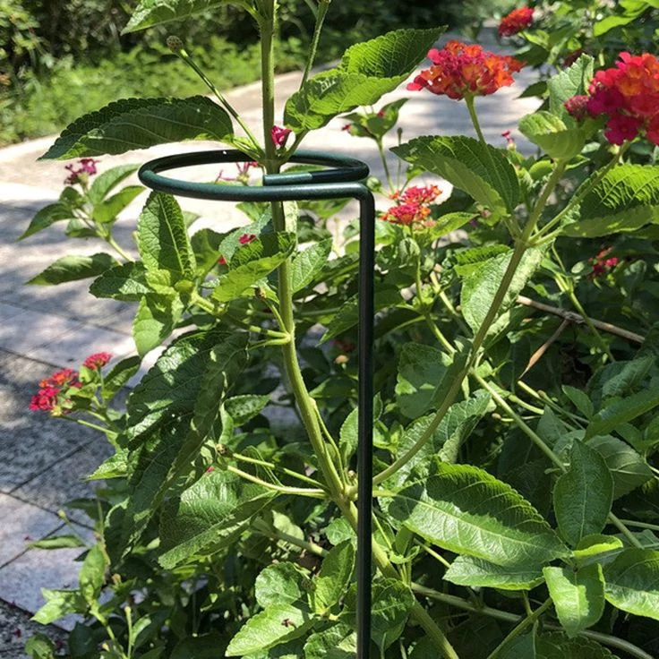 نگهدارنده مدل قیم گل مجموعه 4 عددی مدل 1