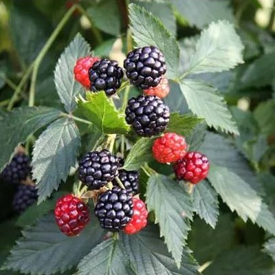 نهال بلکبری آلمانی میوه دار یا گلدار بدون خار