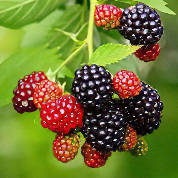 پک چهار عددی نهال بری (یک رزبری و یک بلوبری و یک بلکبری و یک بویسن بری)