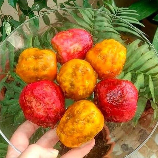 نهال کاکتوس گلابی خاردار زرد میوه درشت