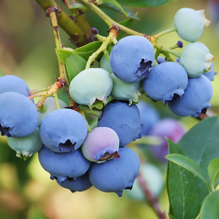 نهال بلوبری بالغ میوه دار و یا گلدار