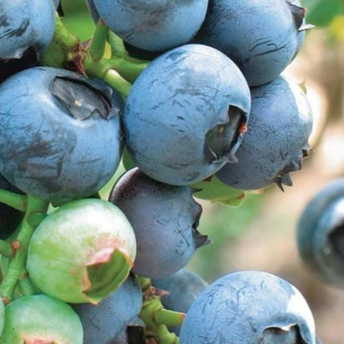 نهال بلوبری بالغ میوه دار و یا گلدار
