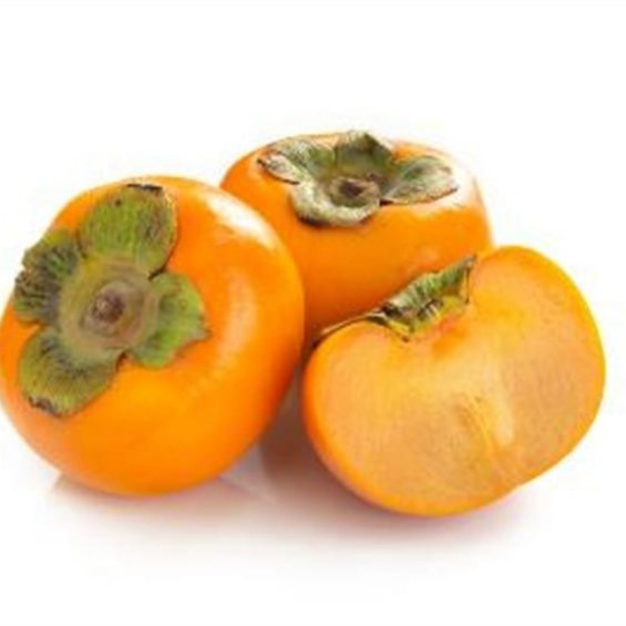 نهال خرمالو سیبی مکعبی ( قاچی شیرازی ) گلدانی