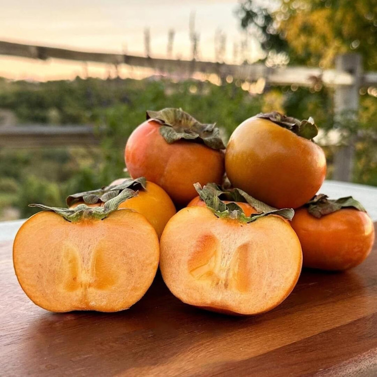 نهال خرمالو سیبی مکعبی ( قاچی شیرازی ) گلدانی