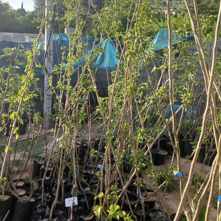 نهال خرمالو سیبی مکعبی ( قاچی شیرازی ) گلدانی