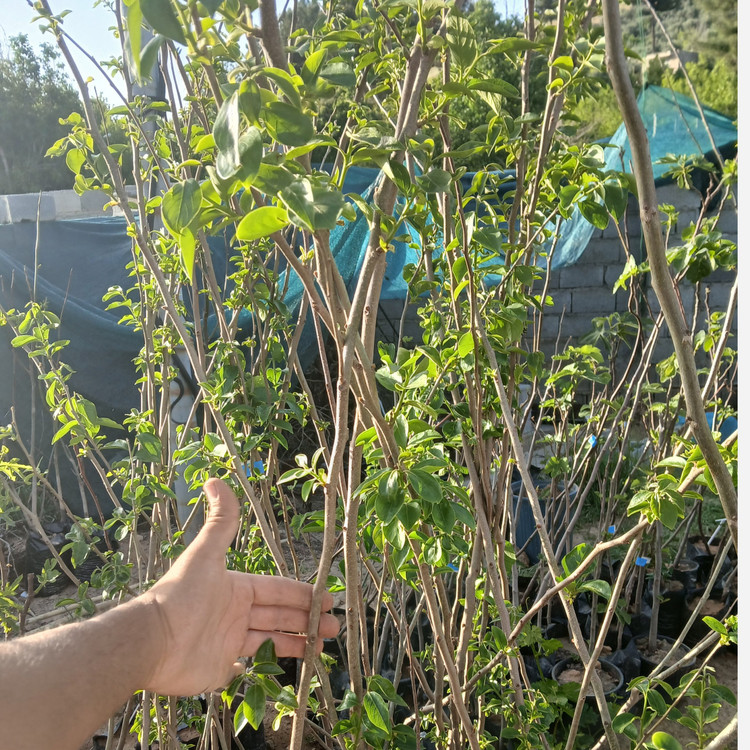 نهال خرمالو ژاپنی هاچیا پیوندی گلدانی