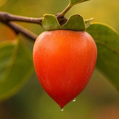 نهال خرمالو ژاپنی هاچیا پیوندی گلدانی