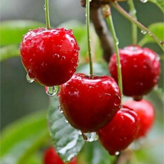 نهال آلبالو گیلاس ( آلبالو مجاری) پیوندی گلدانی