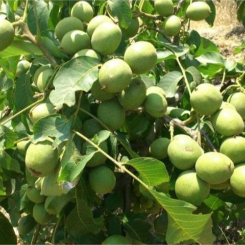 نهال گردو چندلر آمریکایی پیوندی گلدانی 3 متر به بالا