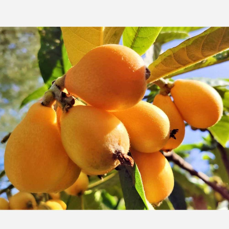 نهال ازگیل ژاپنی سطلی 3متری (4ساله)