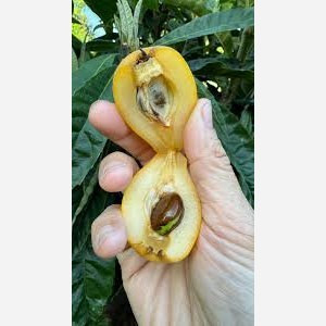 نهال ازگیل ژاپنی سطلی 3متری (4ساله)