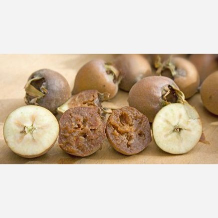 نهال کنوس (ازگیل یلدا) پیوندی گلدانی میوه دار