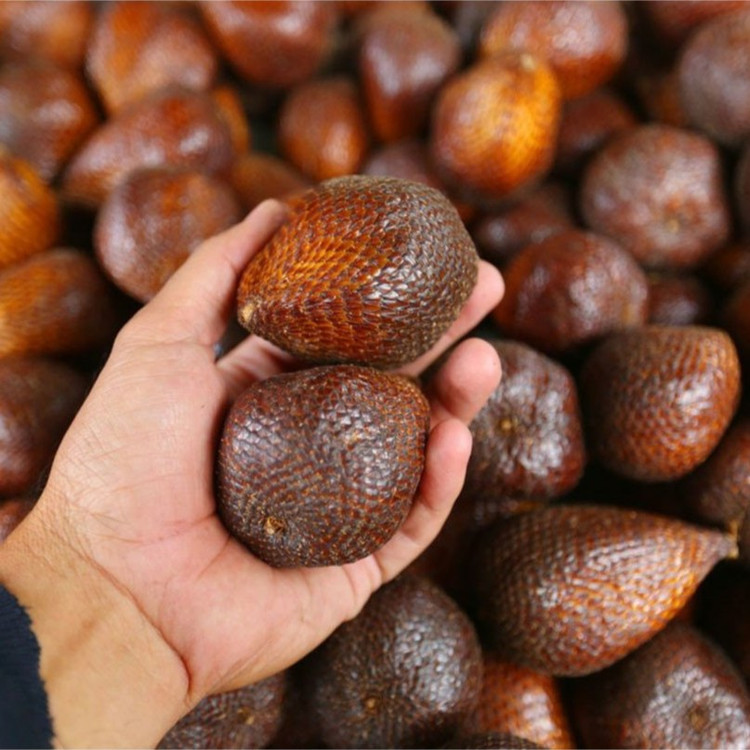 نهال نخل سالاک ( میوه پوست ماری)