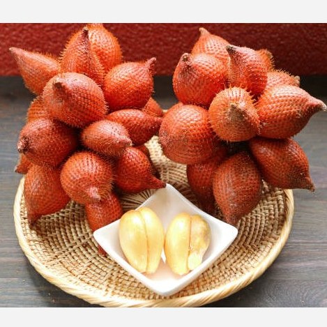 نهال نخل سالاک ( میوه پوست ماری)