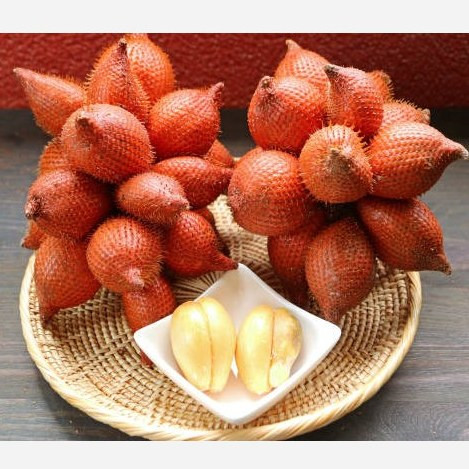 نهال نخل سالاک ( میوه پوست ماری)