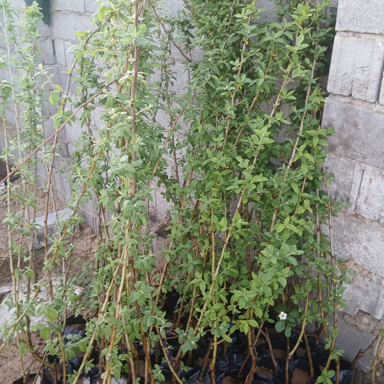 نهال کنوس (ازگیل یلدا) پیوندی گلدانی میوه دار