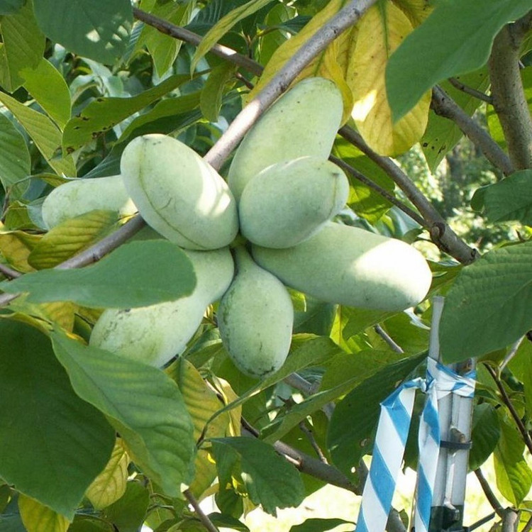 نهال انبه سردسیری (پاوپاو) گلدانی در چندین سایز